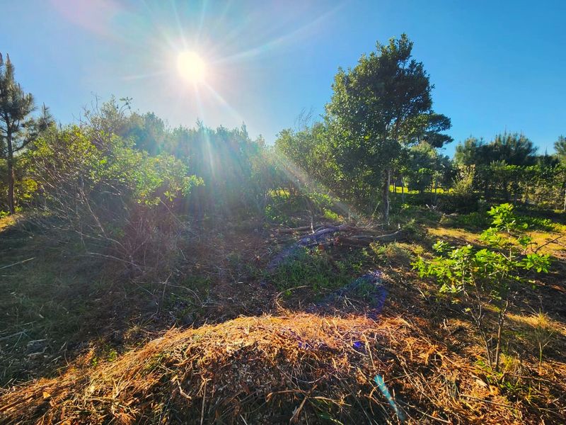 A sunlit view of a natural, undeveloped residential plot featuring mature trees and native vegetation.