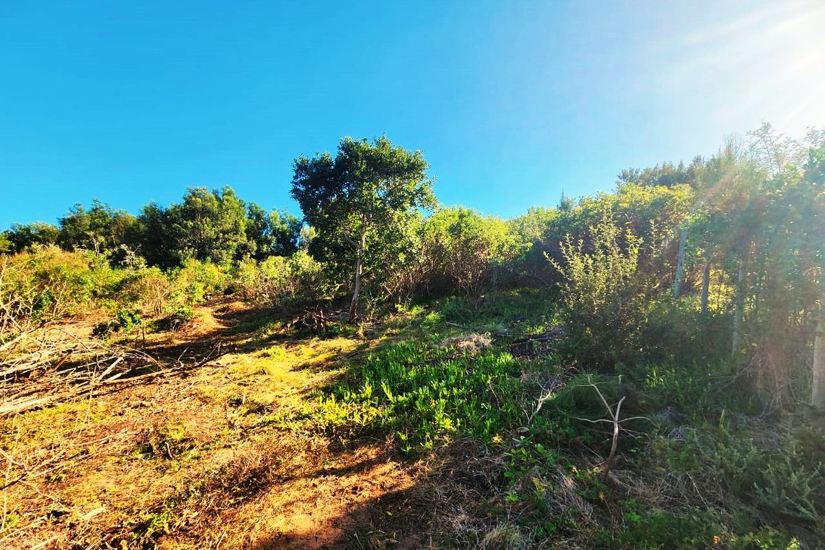A view of a sloped, undeveloped residential plot featuring natural vegetation and mature trees under a clear sky.