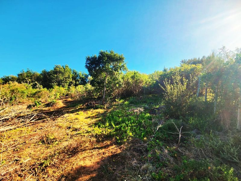 A view of a sloped, undeveloped residential plot featuring natural vegetation and mature trees under a clear sky.