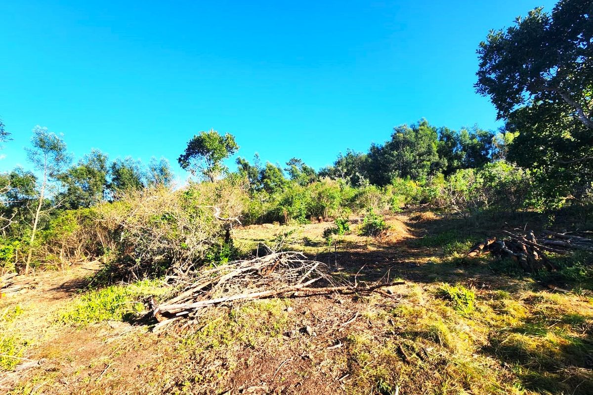 A view of a sloped residential plot featuring natural vegetation, mature trees, and cleared ground, offering potential for future development.