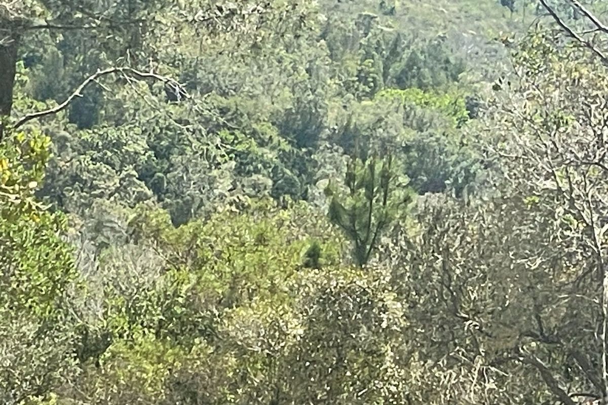 Prime 15ha Investment Opportunity – Exceptional Location Adjacent to Brackenridge Estate - Photo 4