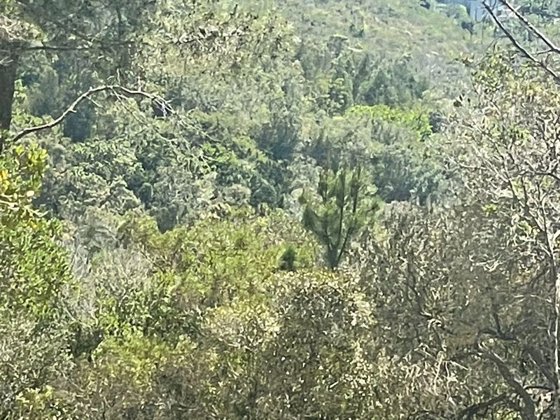 Prime 15ha Investment Opportunity – Exceptional Location Adjacent to Brackenridge Estate - Photo 4