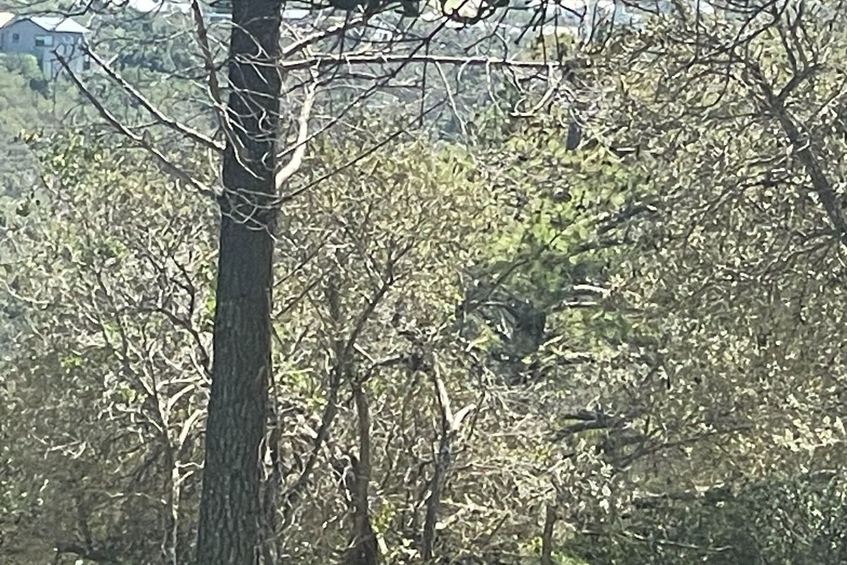 Prime 15ha Investment Opportunity – Exceptional Location Adjacent to Brackenridge Estate - Photo 5