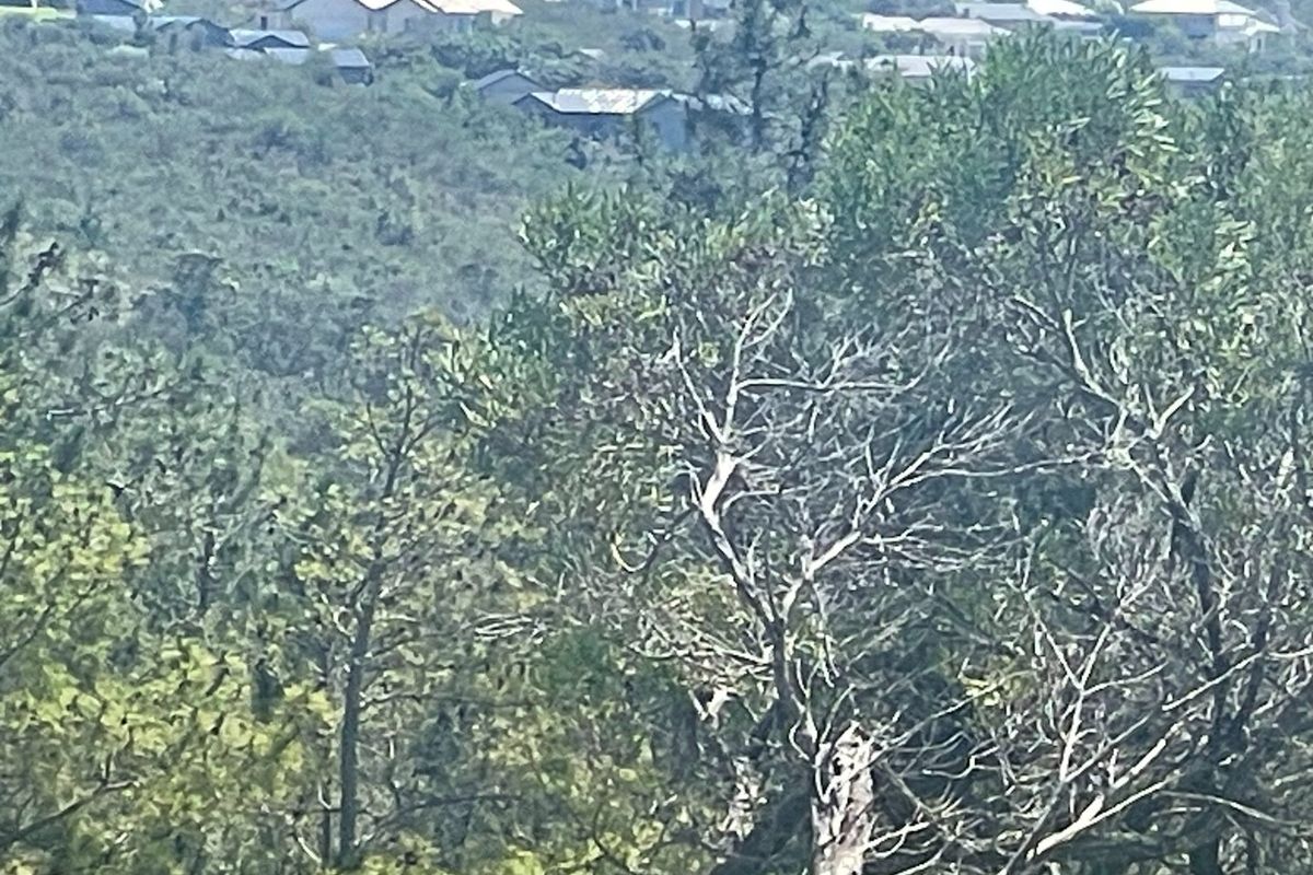 Prime 15ha Investment Opportunity – Exceptional Location Adjacent to Brackenridge Estate - Photo 3