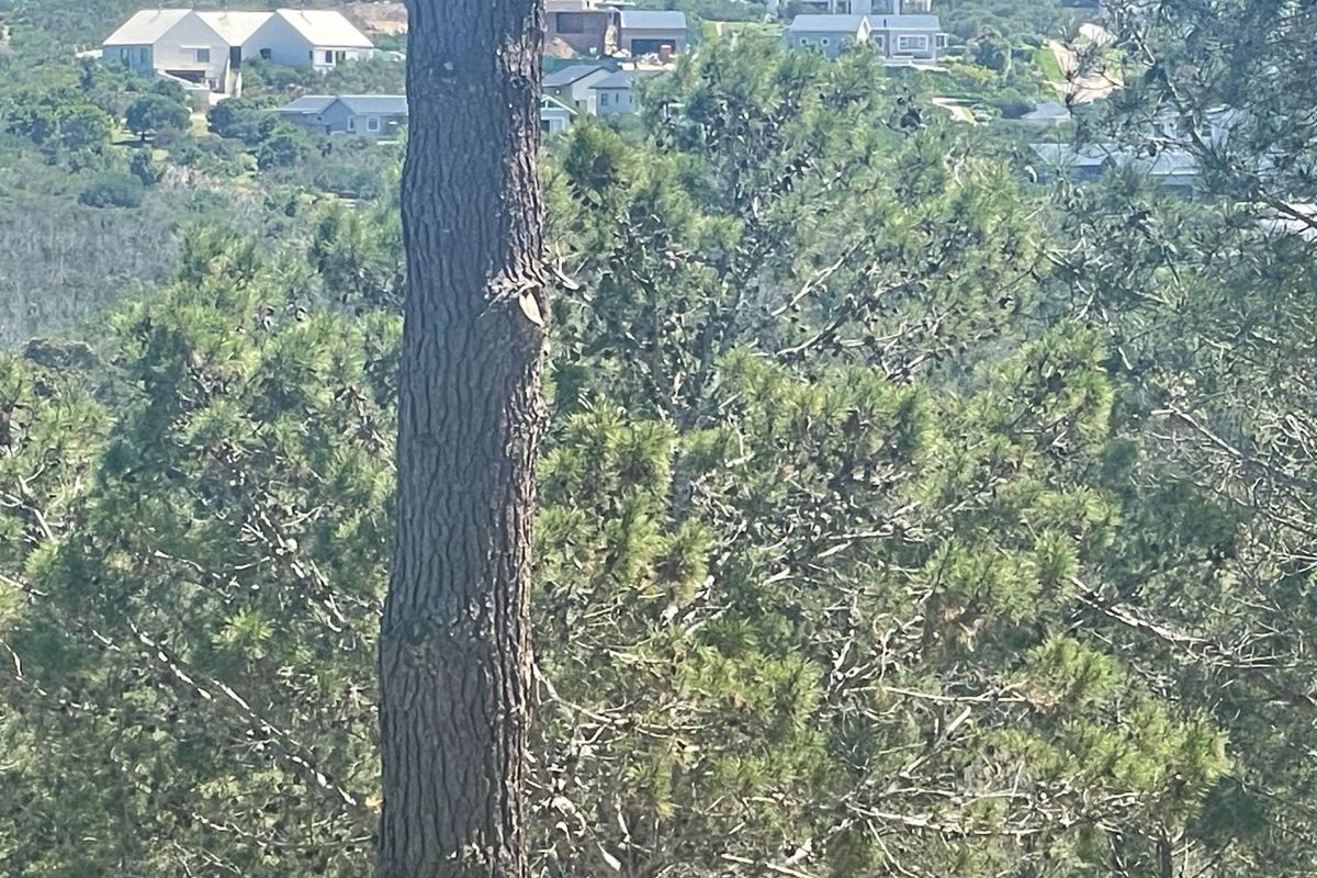 Prime 15ha Investment Opportunity – Exceptional Location Adjacent to Brackenridge Estate - Photo 2