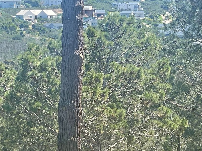 Prime 15ha Investment Opportunity – Exceptional Location Adjacent to Brackenridge Estate - Photo 2