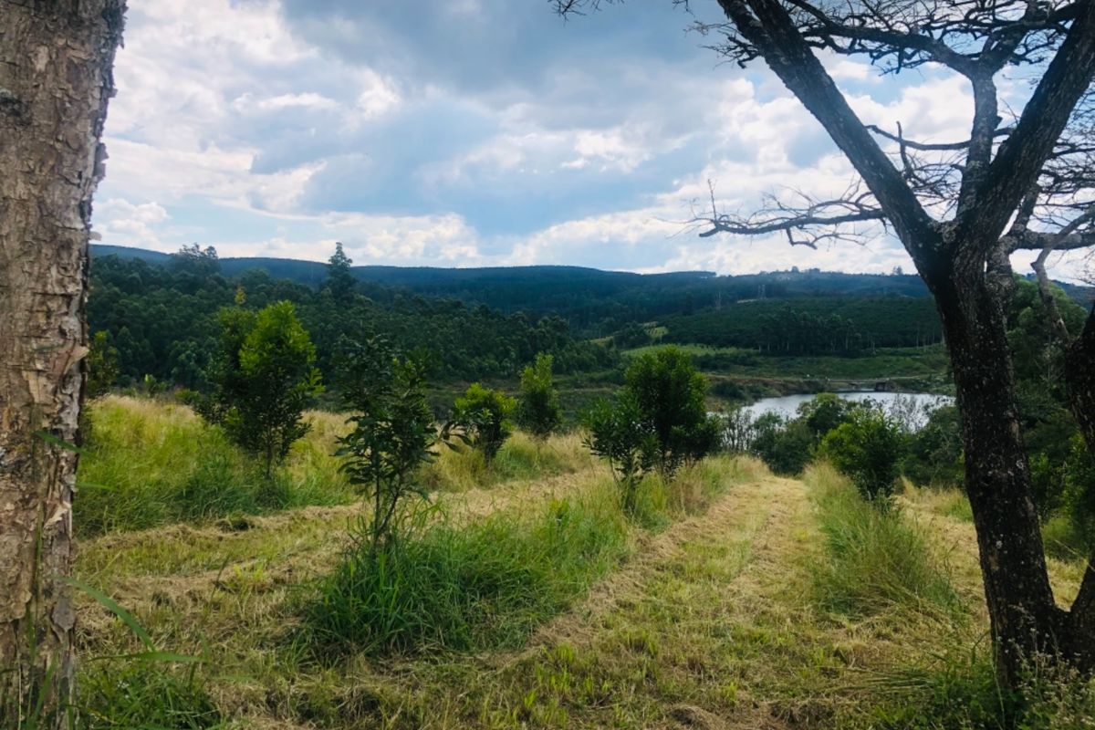 An Idealic Property Situated in The Beautiful Part of Mpumalanga  - Photo 5