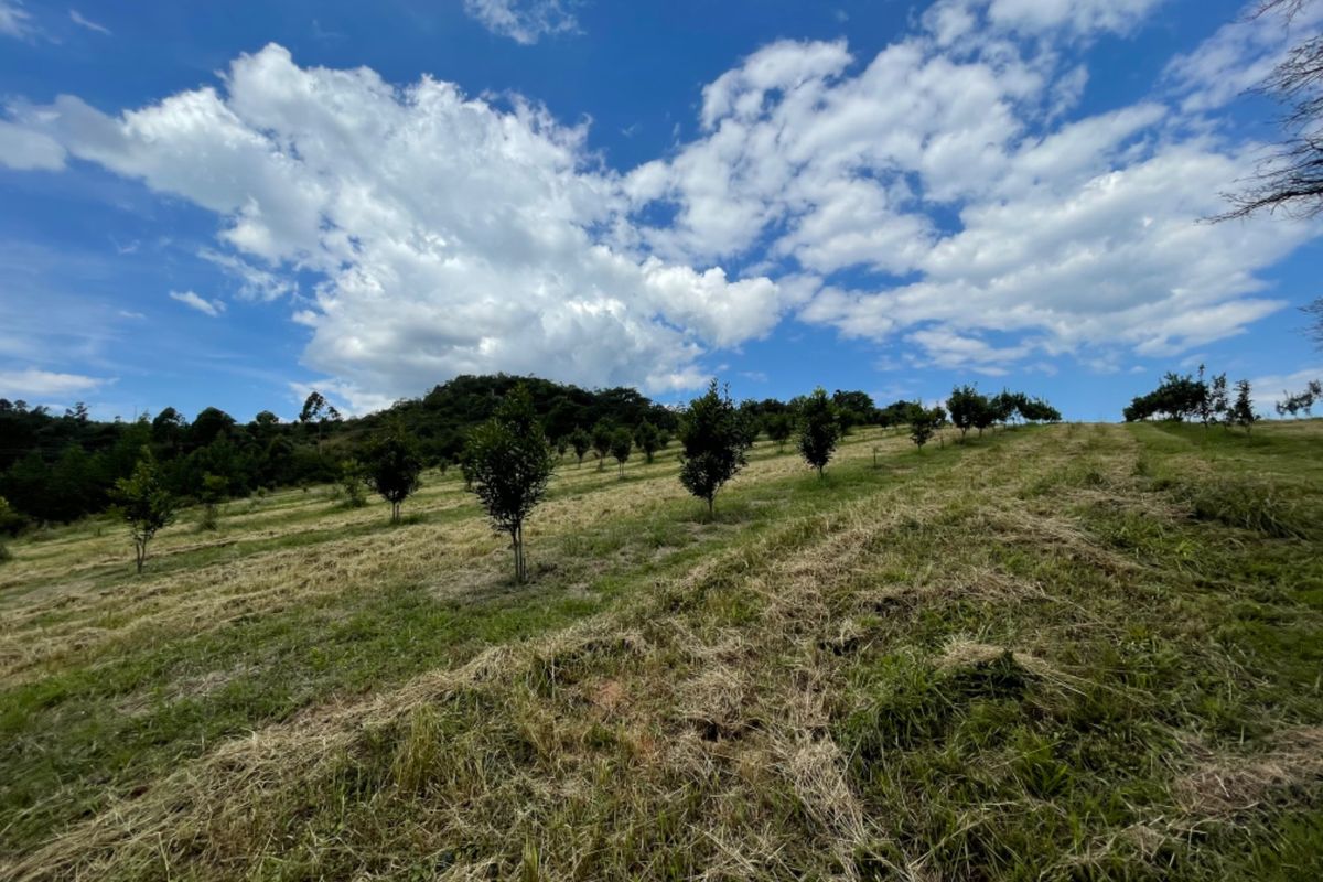 An Idealic Property Situated in The Beautiful Part of Mpumalanga  - Photo 3