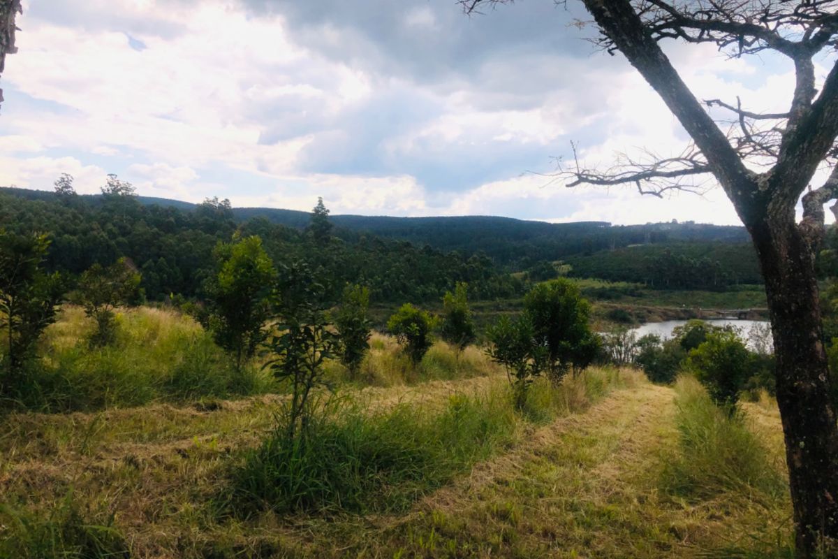 An Idealic Property Situated in The Beautiful Part of Mpumalanga  - Photo 2