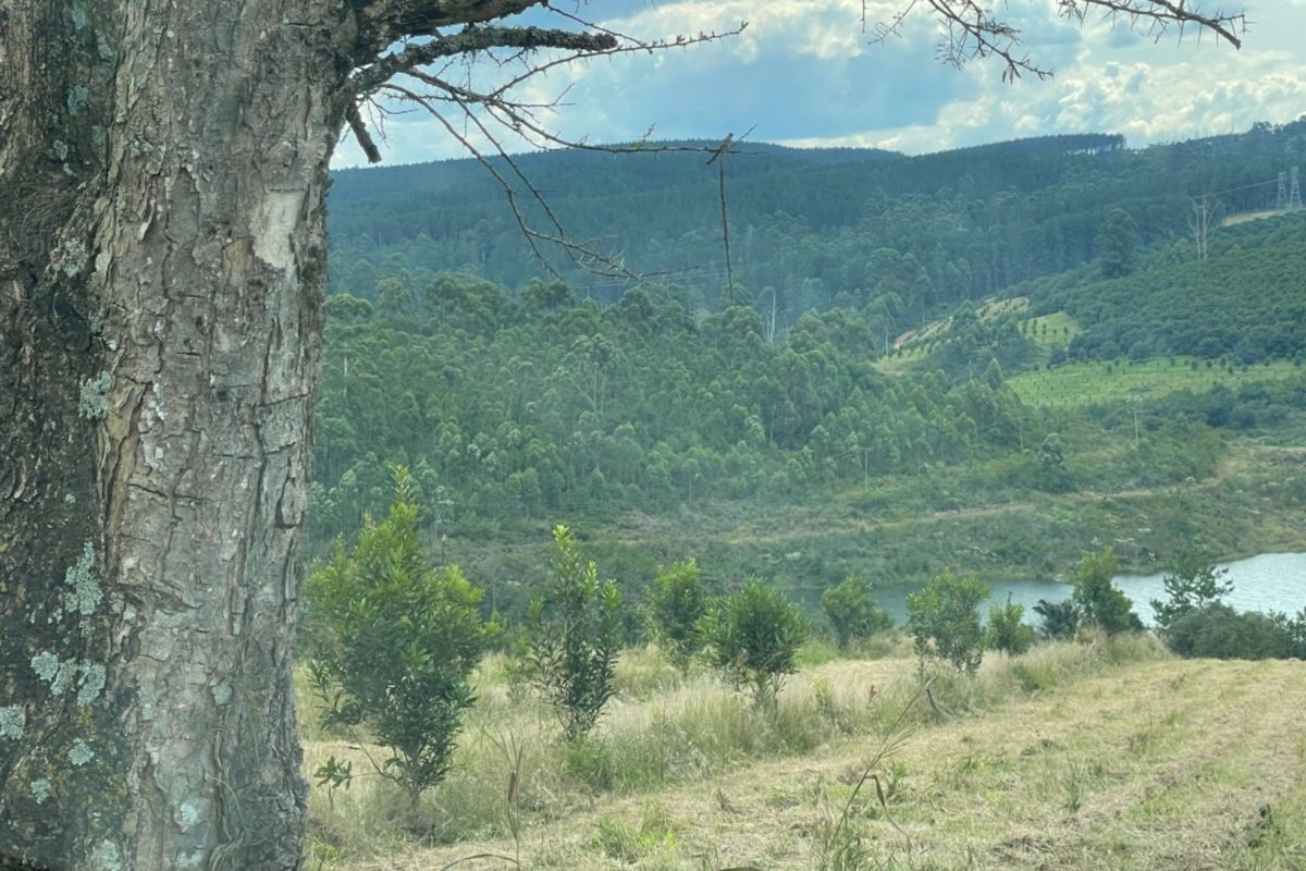 An Idealic Property Situated in The Beautiful Part of Mpumalanga  - Photo 4