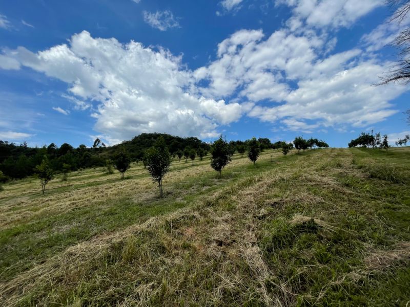 A scenic view of a sloped farm landscape featuring young orchard trees under a bright blue sky with scattered clouds.
