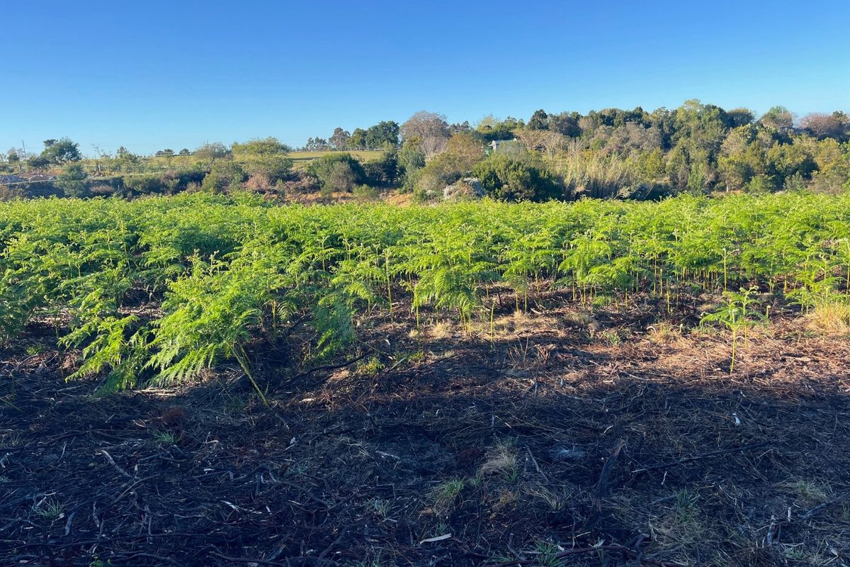 A view of a vacant residential plot featuring natural vegetation and cleared ground, suitable for future development.