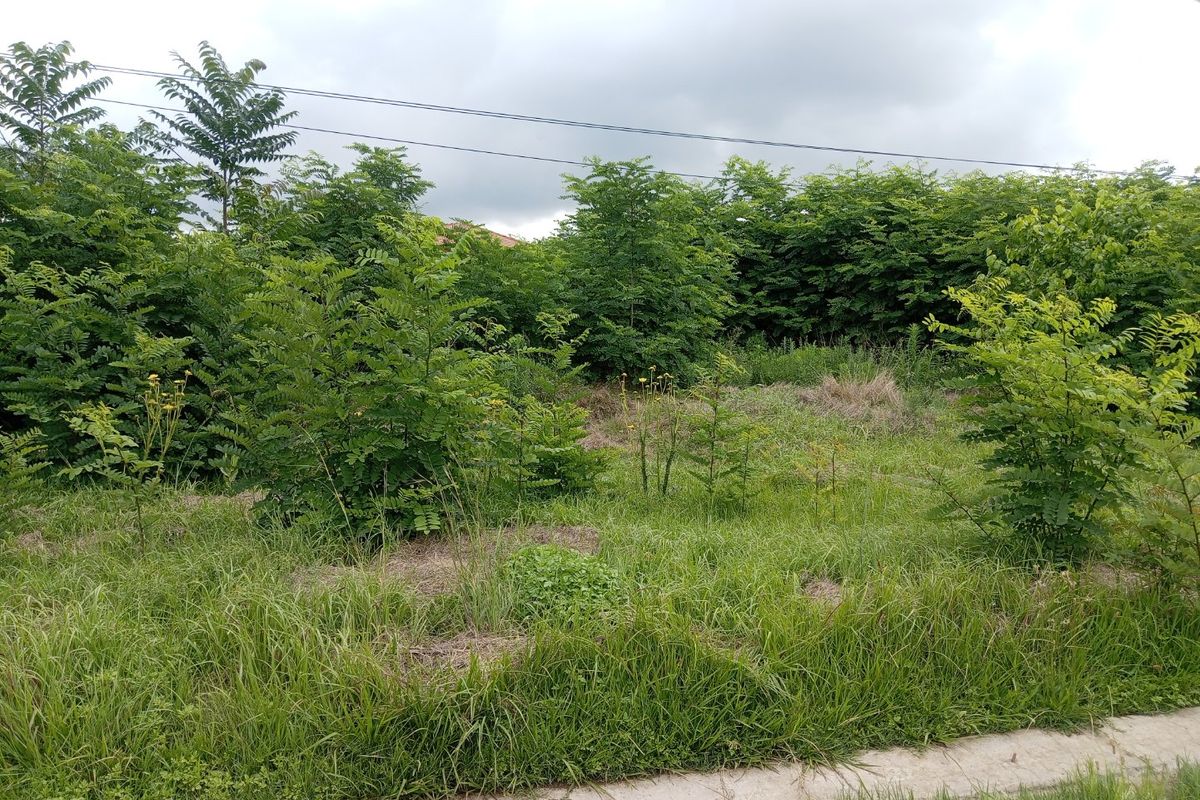 Land for Development available for sale!!  - Photo 4