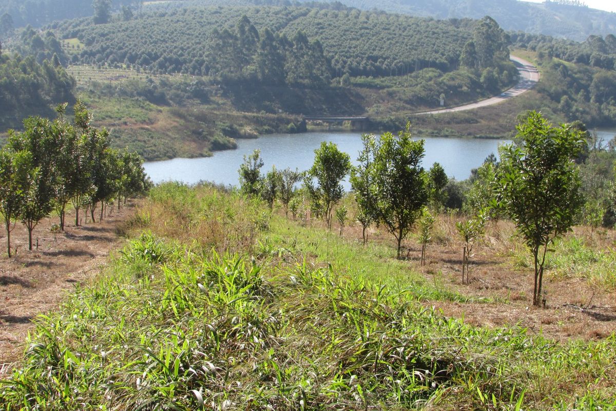 Macadamia farm near Da Gama Dam - Photo 5