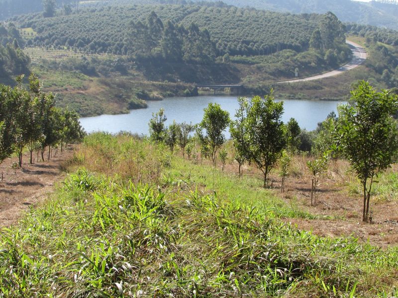 Macadamia farm near Da Gama Dam - Photo 5
