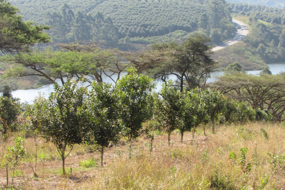 Macadamia farm near Da Gama Dam - Photo 4