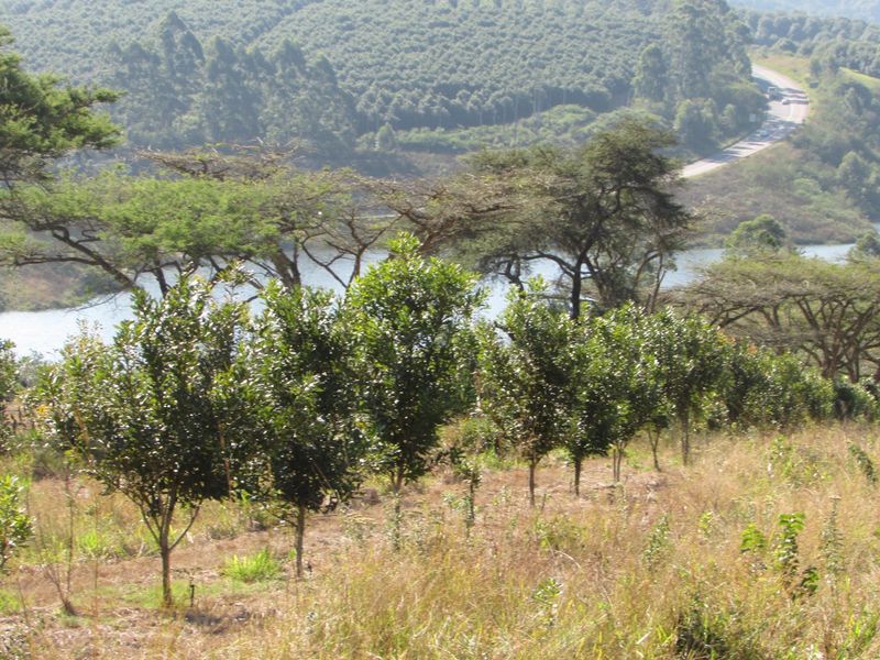 Macadamia farm near Da Gama Dam - Photo 4