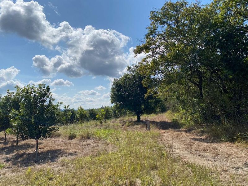 Macadamia farm near Da Gama Dam - Photo 10