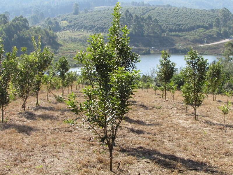 Macadamia farm near Da Gama Dam - Photo 8