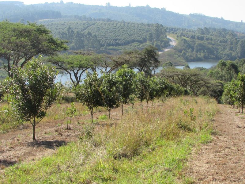 Macadamia farm near Da Gama Dam - Photo 6
