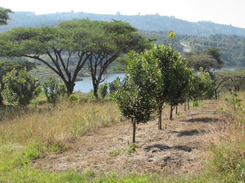 Macadamia farm near Da Gama Dam - Photo 7