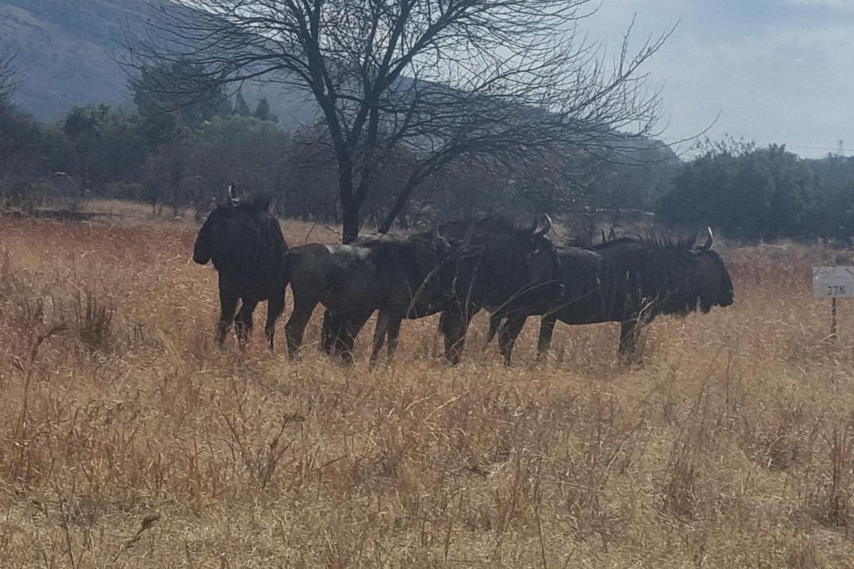 Stand 237  The Grand One in La Camargue Estate - Photo 5