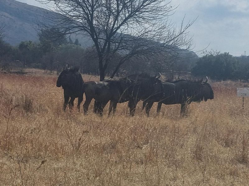 Stand 237  The Grand One in La Camargue Estate - Photo 5