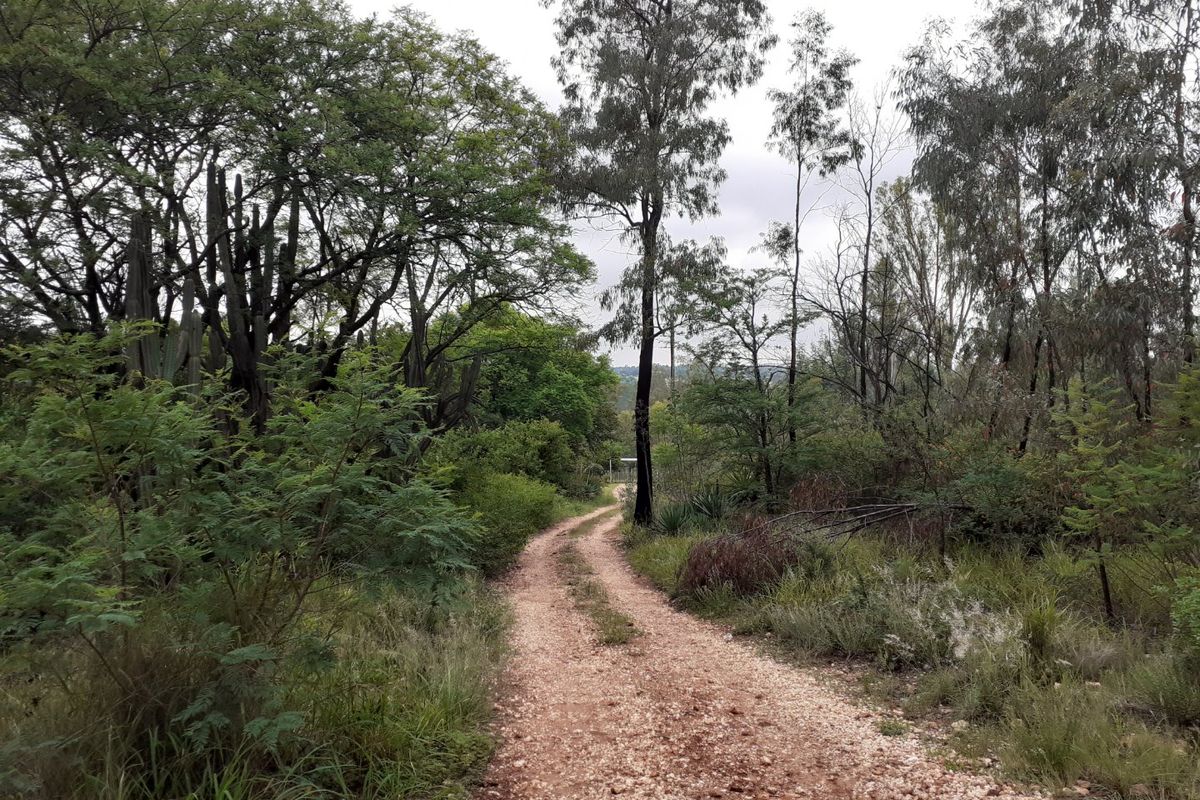 A scenic gravel farm track winding through mature trees and natural indigenous vegetation on the property.