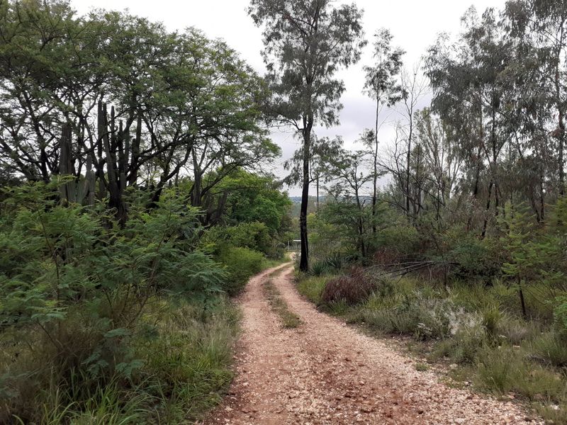 A scenic gravel farm track winding through mature trees and natural indigenous vegetation on the property.