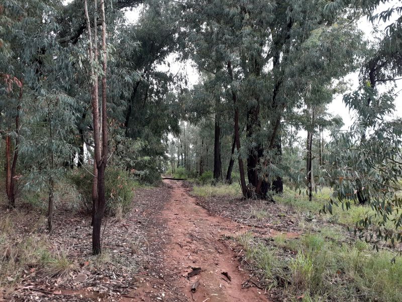 A natural dirt path winding through a stand of mature eucalyptus trees on the farm property.