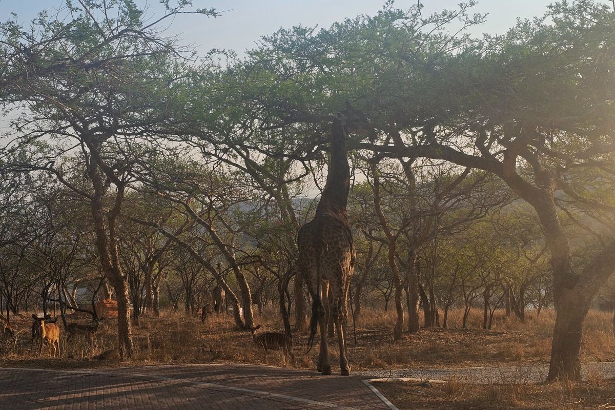 A view of the natural landscape and paved driveway on the residential property, featuring mature trees and local wildlife.