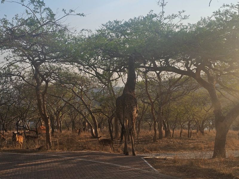 A view of the natural landscape and paved driveway on the residential property, featuring mature trees and local wildlife.