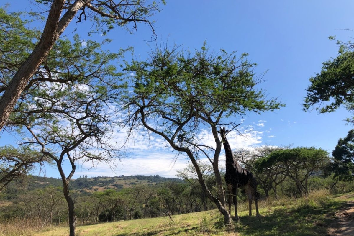 A scenic view of the natural landscape featuring native trees and sloped terrain on the vacant residential property.