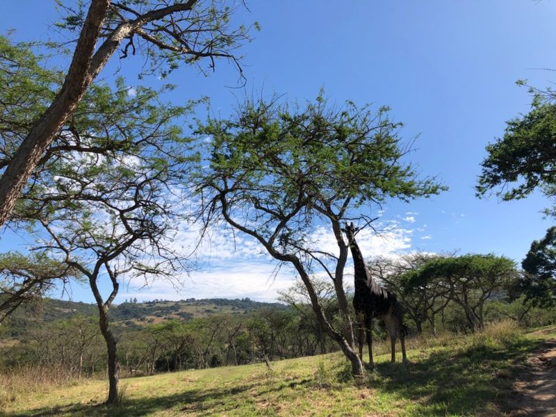A scenic view of the natural landscape featuring native trees and sloped terrain on the vacant residential property.