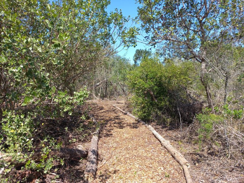 LANGVLEI DUNES, WILDERNESS COASTAL OFFGRID LIVING - Photo 5