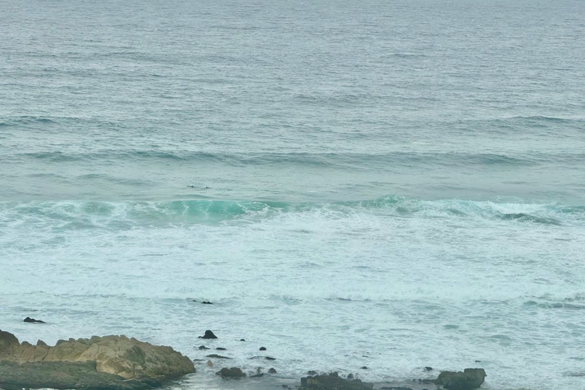 VIEWS VIEWS VIEWS, see the dolphins play and the whales frolicking  - Photo 2