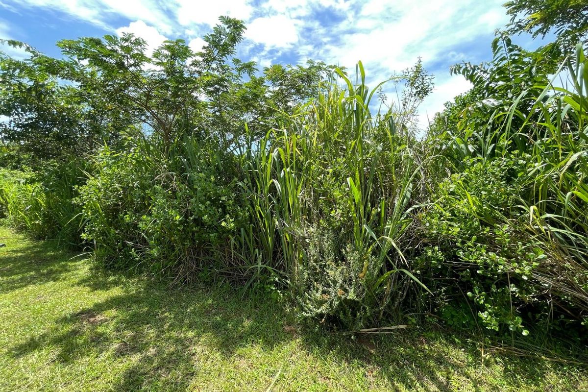A view of the overgrown vegetation and natural landscape on the vacant residential land plot.