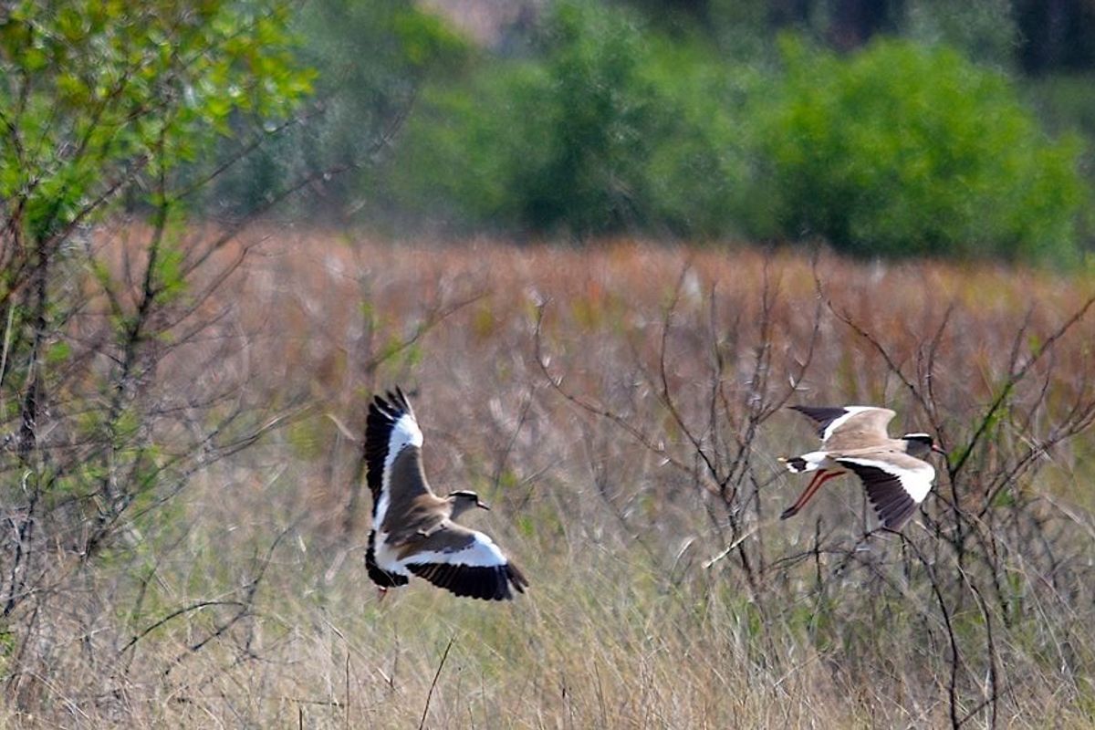 La Camargue Private Country Estate  Phase 2 - Photo 4
