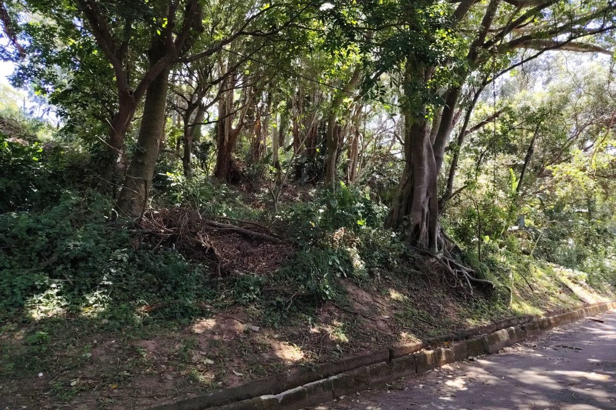 A view of the vacant residential land featuring mature trees and natural vegetation along the roadside.