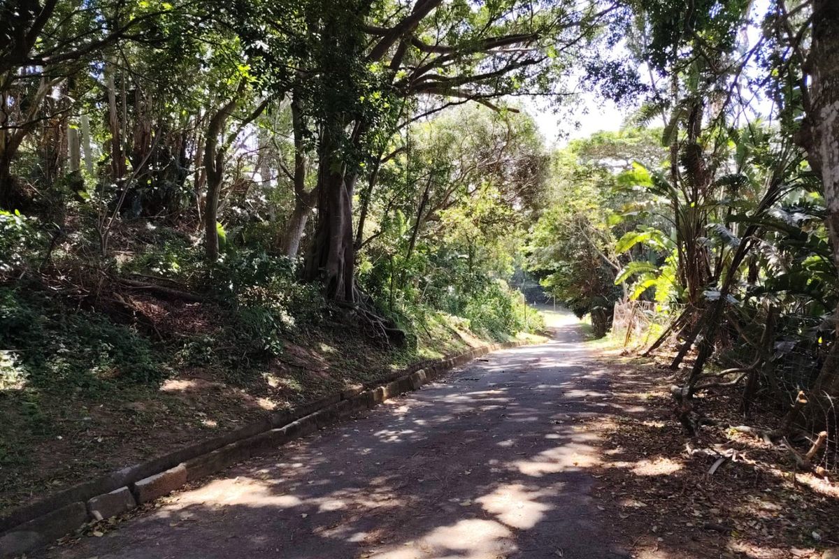 A view of a paved residential street lined with mature trees and natural vegetation, providing access to the vacant land property.