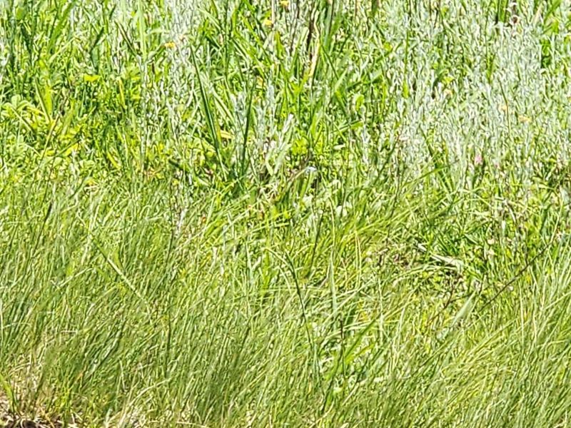 Commercial Land forsale - Photo 2