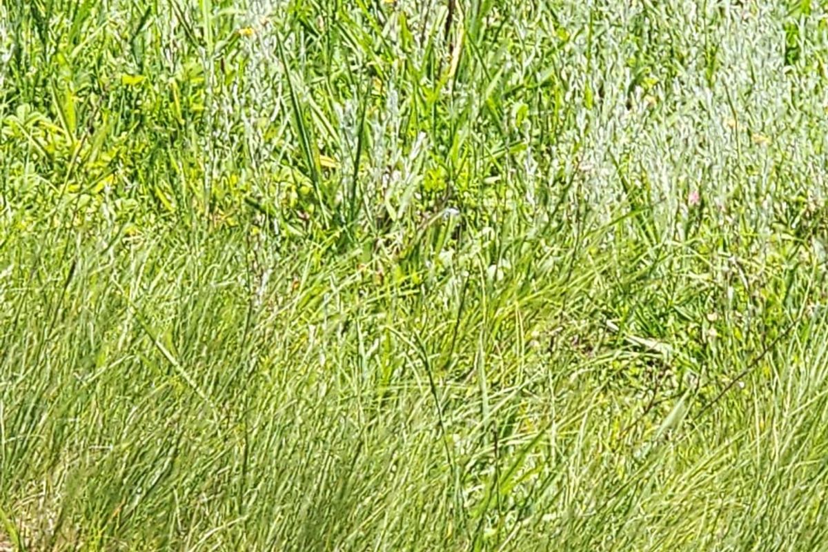 A close-up view of natural vegetation and grass on an undeveloped residential plot.
