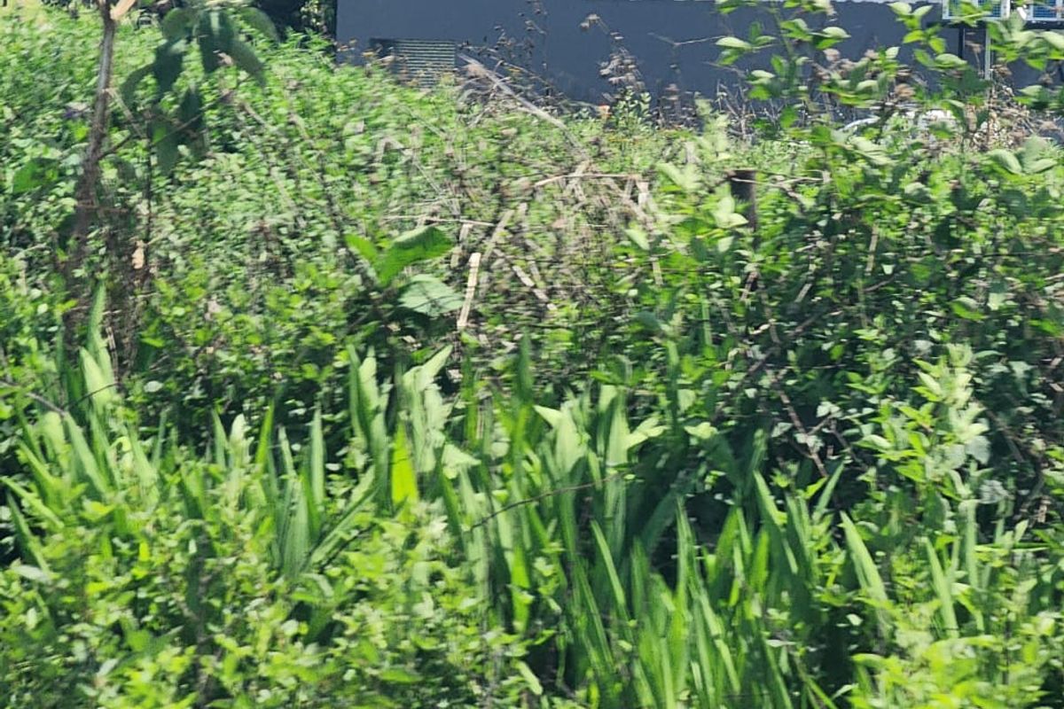 View of a commercial building facade partially obscured by dense overgrown vegetation on the residential property.