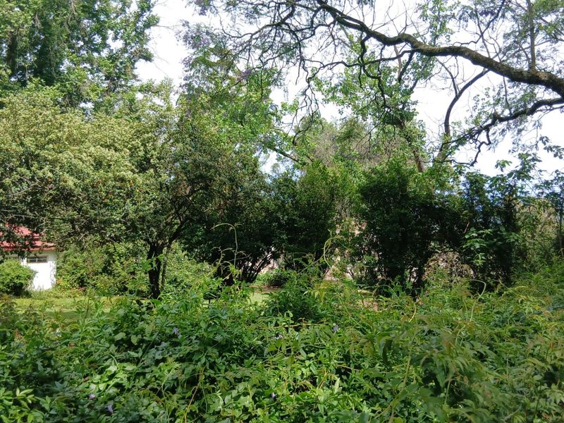 Land forsale - Photo 5