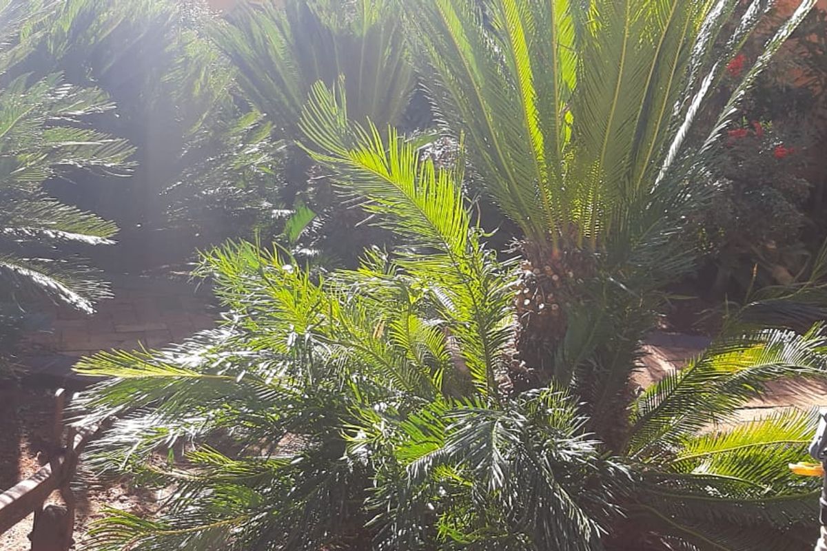 Charming 3-Bedroom Family Home with Flatlet & Pool – Priced to Sell! - Photo 5