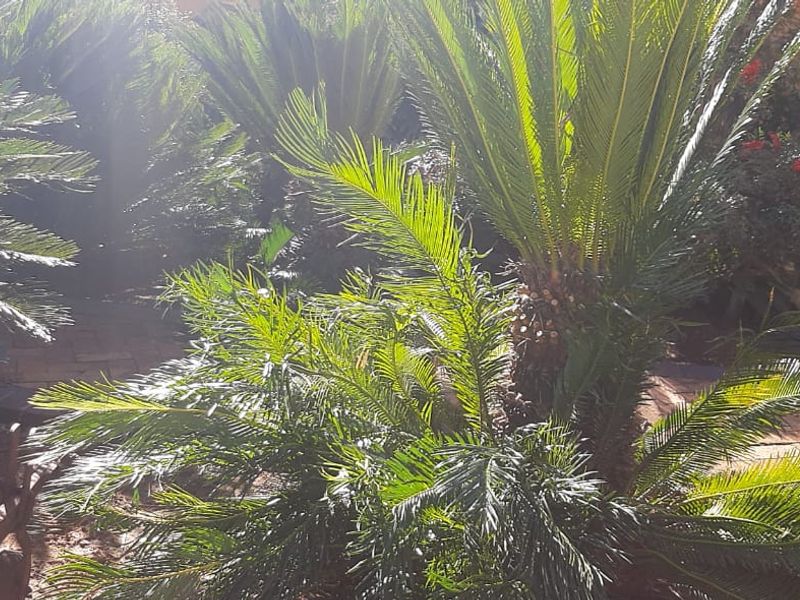 Charming 3-Bedroom Family Home with Flatlet & Pool – Priced to Sell! - Photo 5