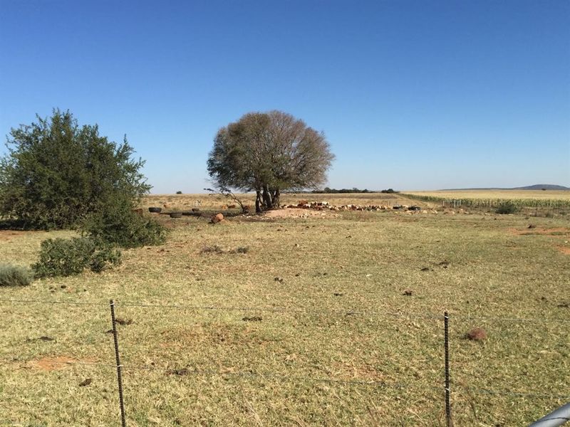 UITSTEKEND GELEE - Photo 5