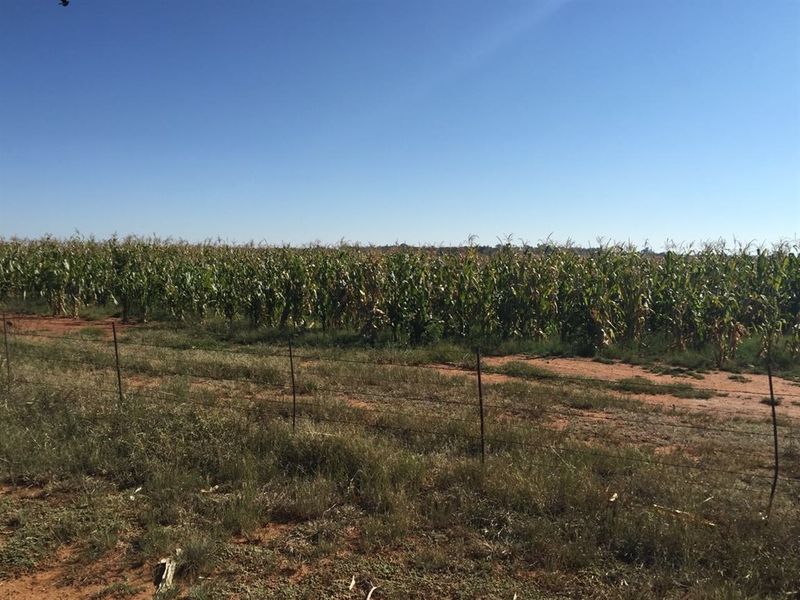 UITSTEKEND GELEE - Photo 3