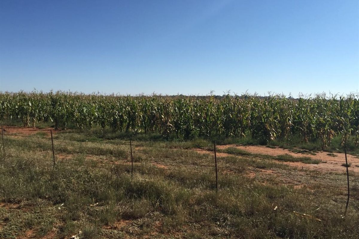 A view of the farm property featuring a cultivated corn field and perimeter wire fencing under a clear blue sky.