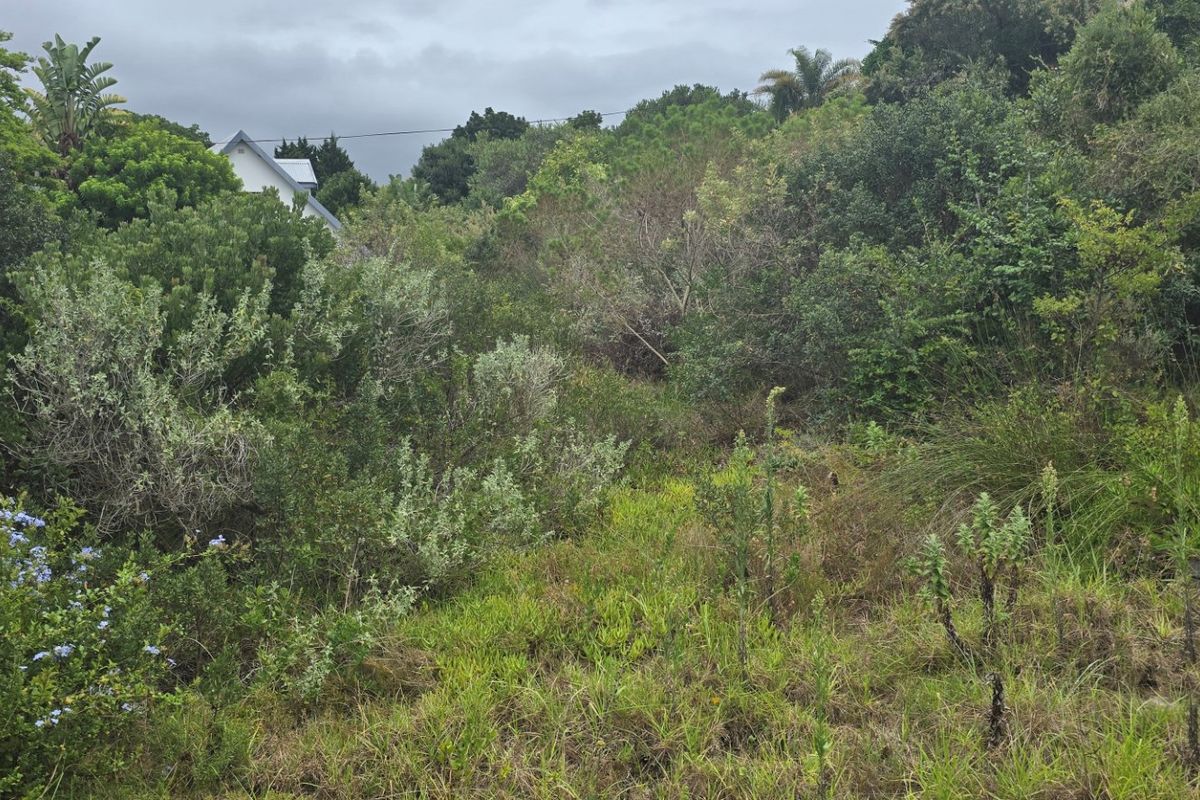 A view of a densely vegetated residential plot featuring mature trees and natural shrubbery on a sloped landscape.